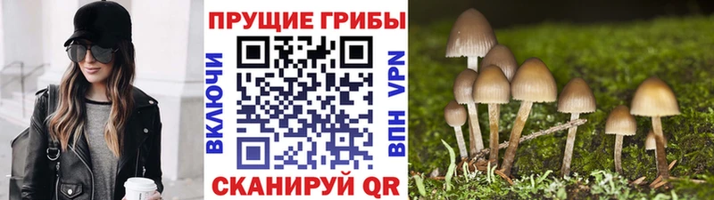 закладка  Тында  Псилоцибиновые грибы Psilocybine cubensis 